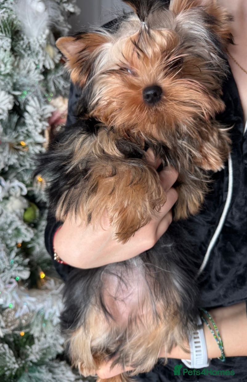 Yorkshire Terrier dogs Last one puppies ready to go💗🐾 - Advert 6