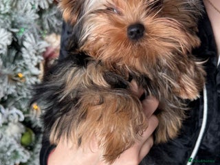 Yorkshire Terrier dogs Last one puppies ready to go💗🐾 - Advert 6