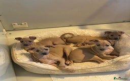 Italian Greyhound dogs for sale: Italian greyhound pups  - Image 1