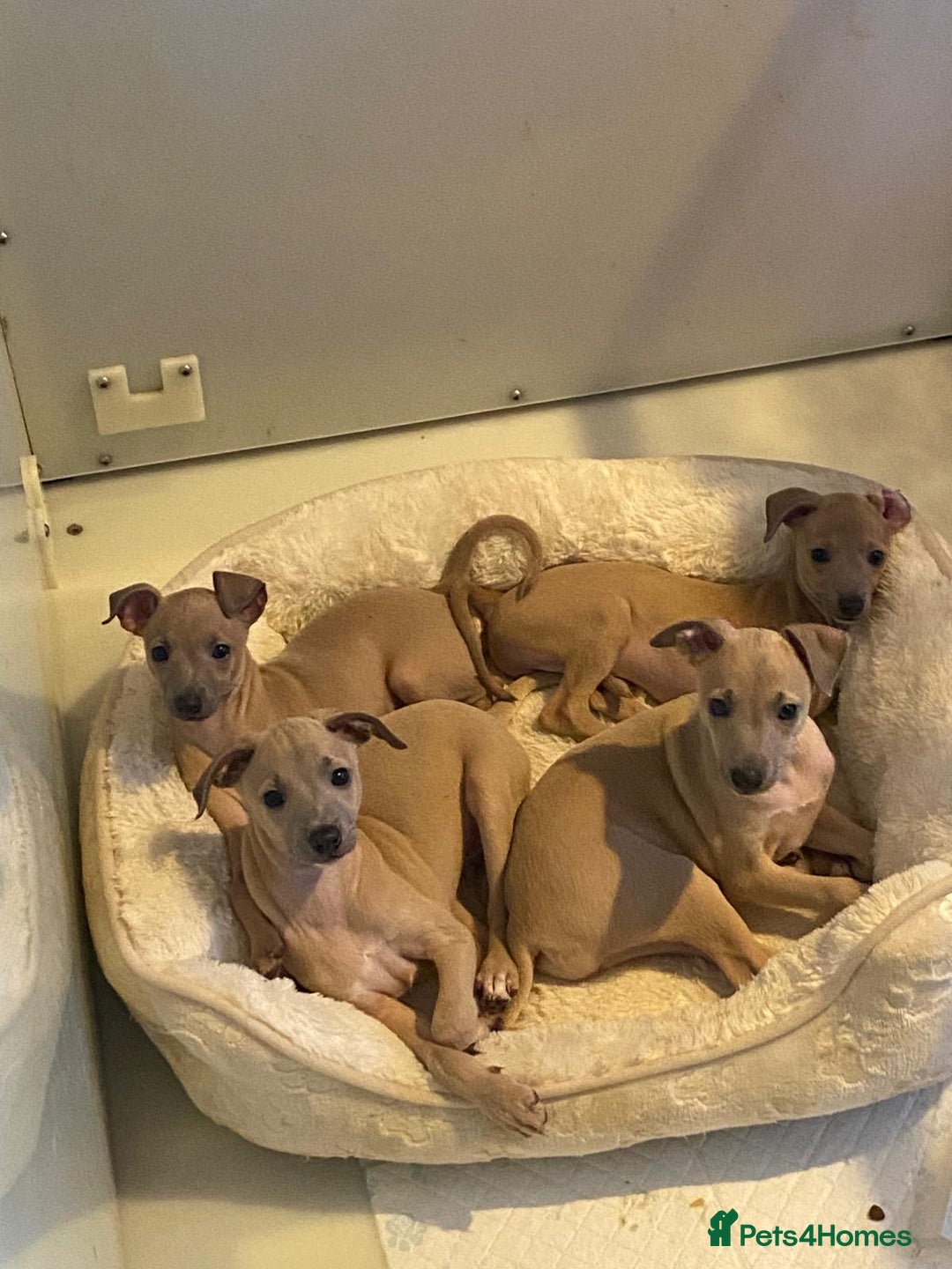 Italian Greyhound dogs for sale: Italian greyhound pups  - Image 1