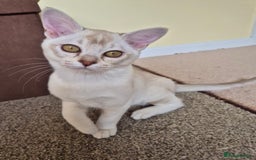 Burmilla cats for sale: Chocolate Silver Shaded Male Burmilla Kitten  - Image 9