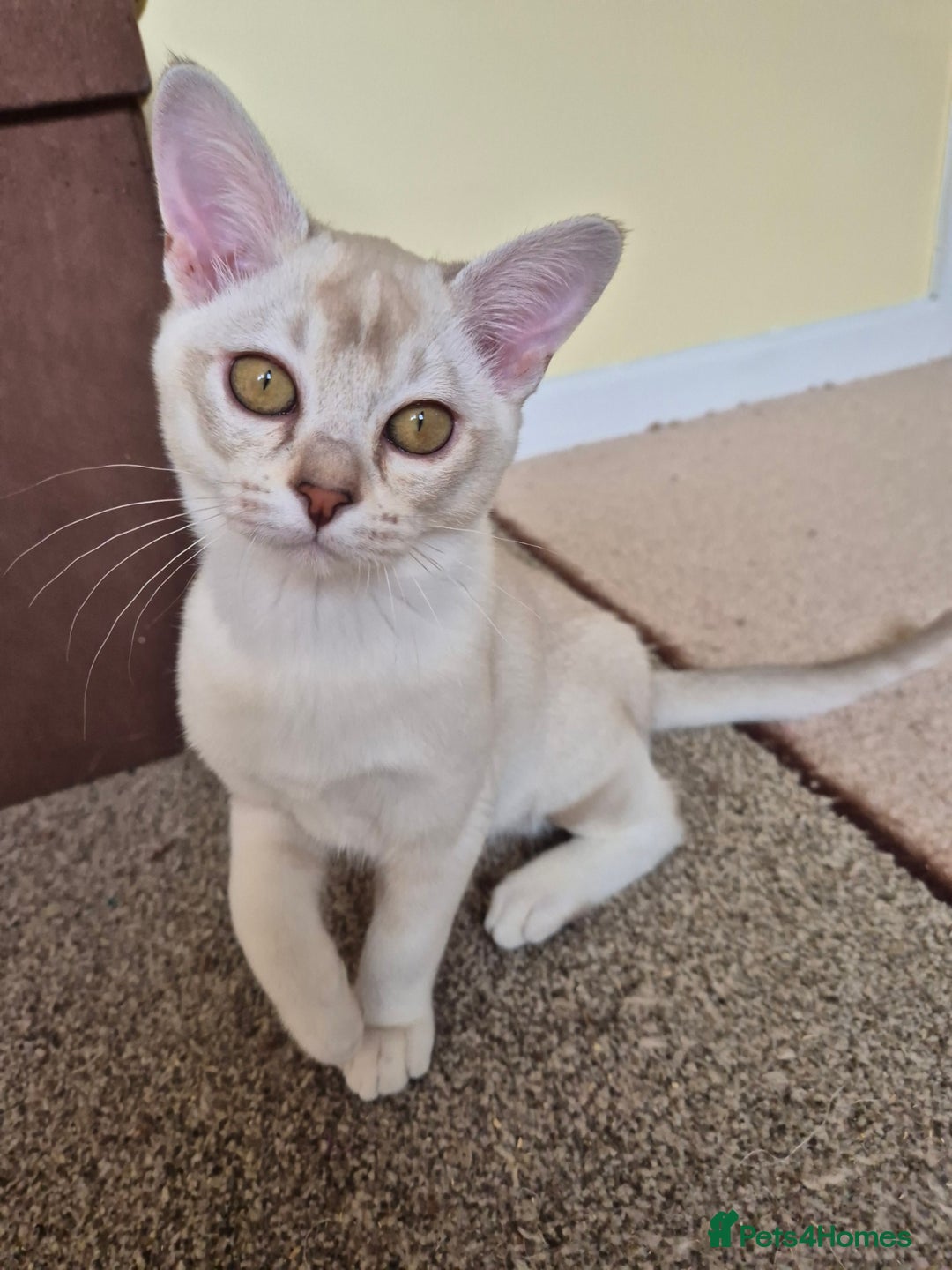 Burmilla cats for sale: Chocolate Silver Shaded Male Burmilla Kitten  - Image 9