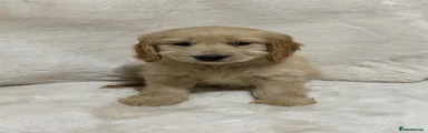 Cockapoo 5