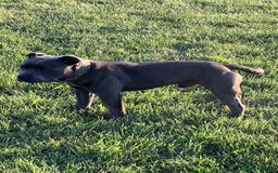 Staffordshire Bull Terrier dogs for stud: REGGIE kc PROVEN (HEALTH TESTED) Dark Blue in Wisbech - Image 11