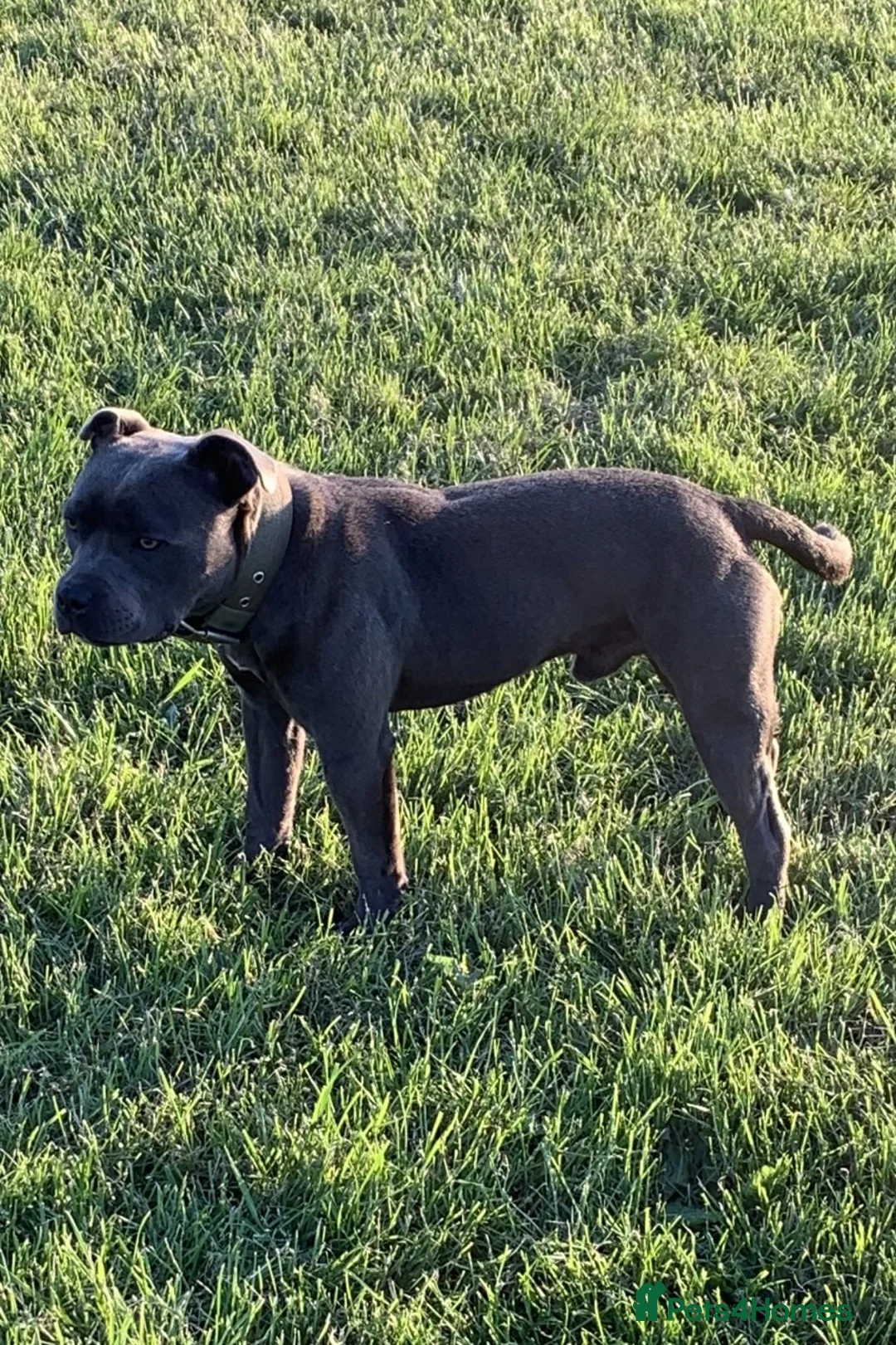 Staffordshire Bull Terrier dogs for stud: REGGIE kc PROVEN (HEALTH TESTED) Dark Blue in Wisbech - Advert 11