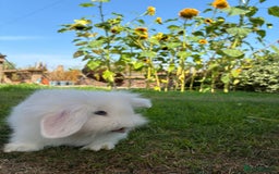 Angora rabbits for sale: Teddy widder rabbits for sale  - Image 2