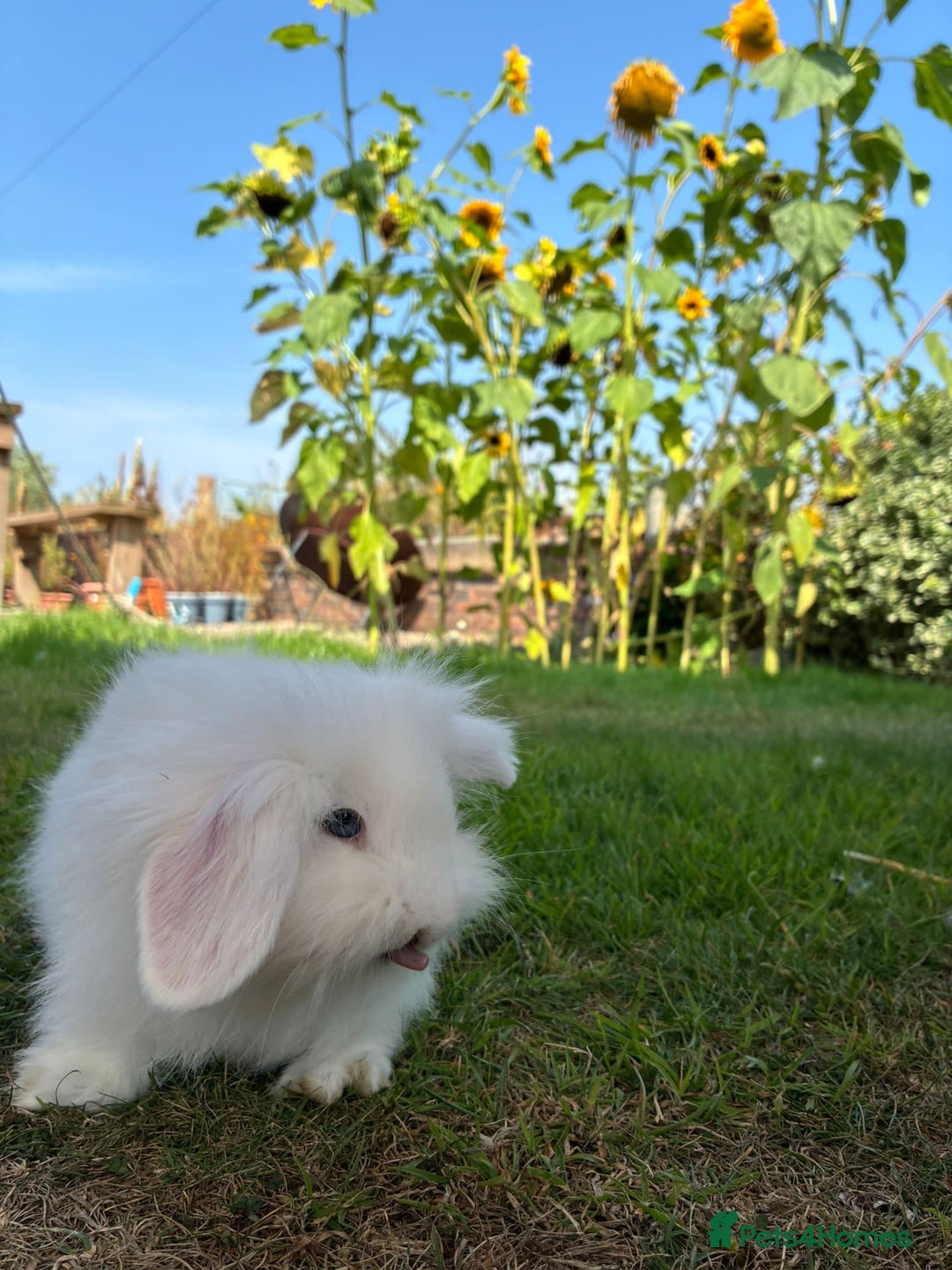 Angora rabbits for sale: Teddy widder rabbits for sale  - Image 2