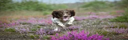 English Springer Spaniel dogs for sale: Kennel club registered Springer Spaniel Puppies - Advert 20