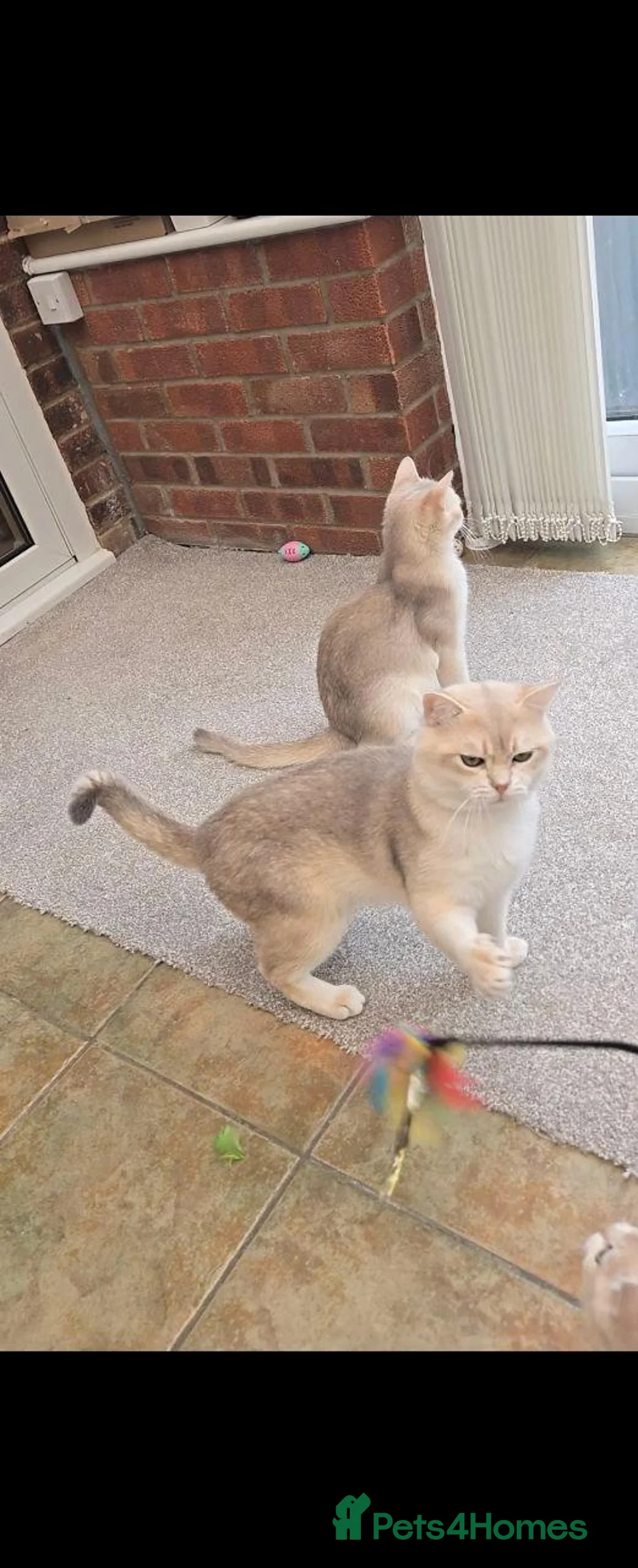 British Shorthair cats for sale: British blue chinchilla pedigree from champion  - Advert 11