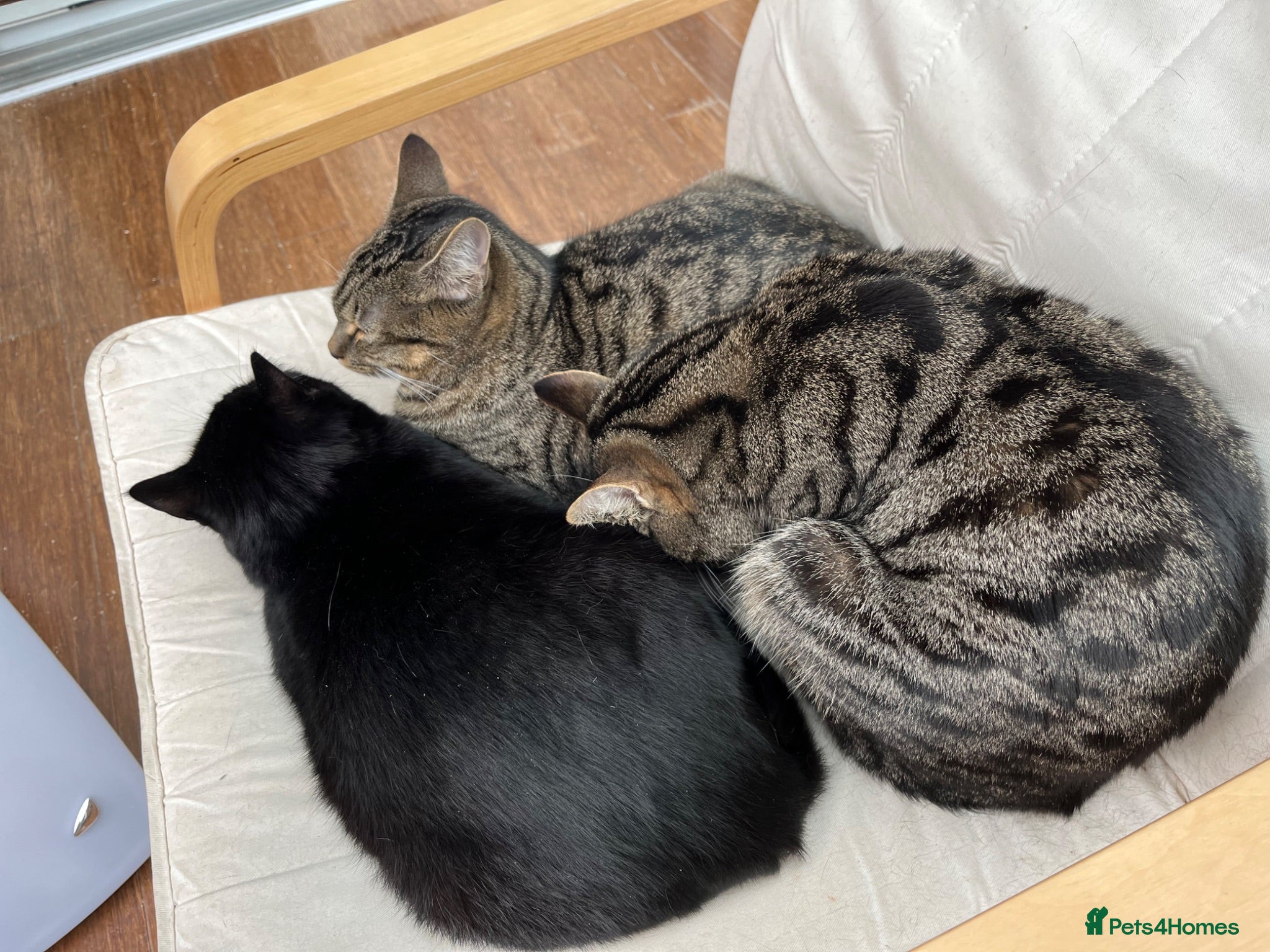 Mixed Breed cats 4 adult cats for sale/adoption - 2 boys, 2 girls  - Advert 1