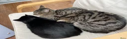 Mixed Breed cats for sale: 4 adult cats for sale/adoption - 2 boys, 2 girls  in Glossop - Advert 1