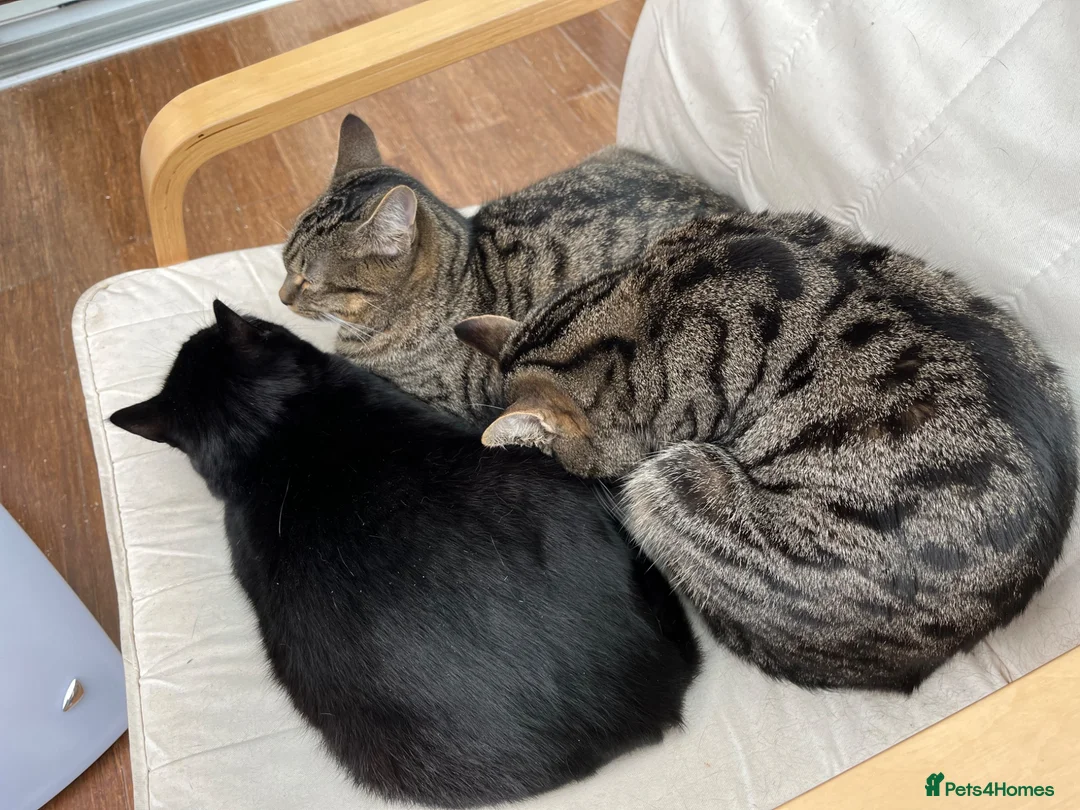 Mixed Breed cats for sale: 4 adult cats for sale/adoption - 2 boys, 2 girls  in Glossop - Advert 1