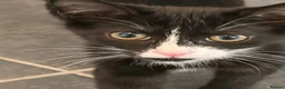 Mixed Breed cats for sale: Mavis and Edward  - Advert 11