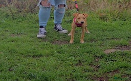 Mixed Breed dogs for sale: Patterdale whippet cross - Image 2