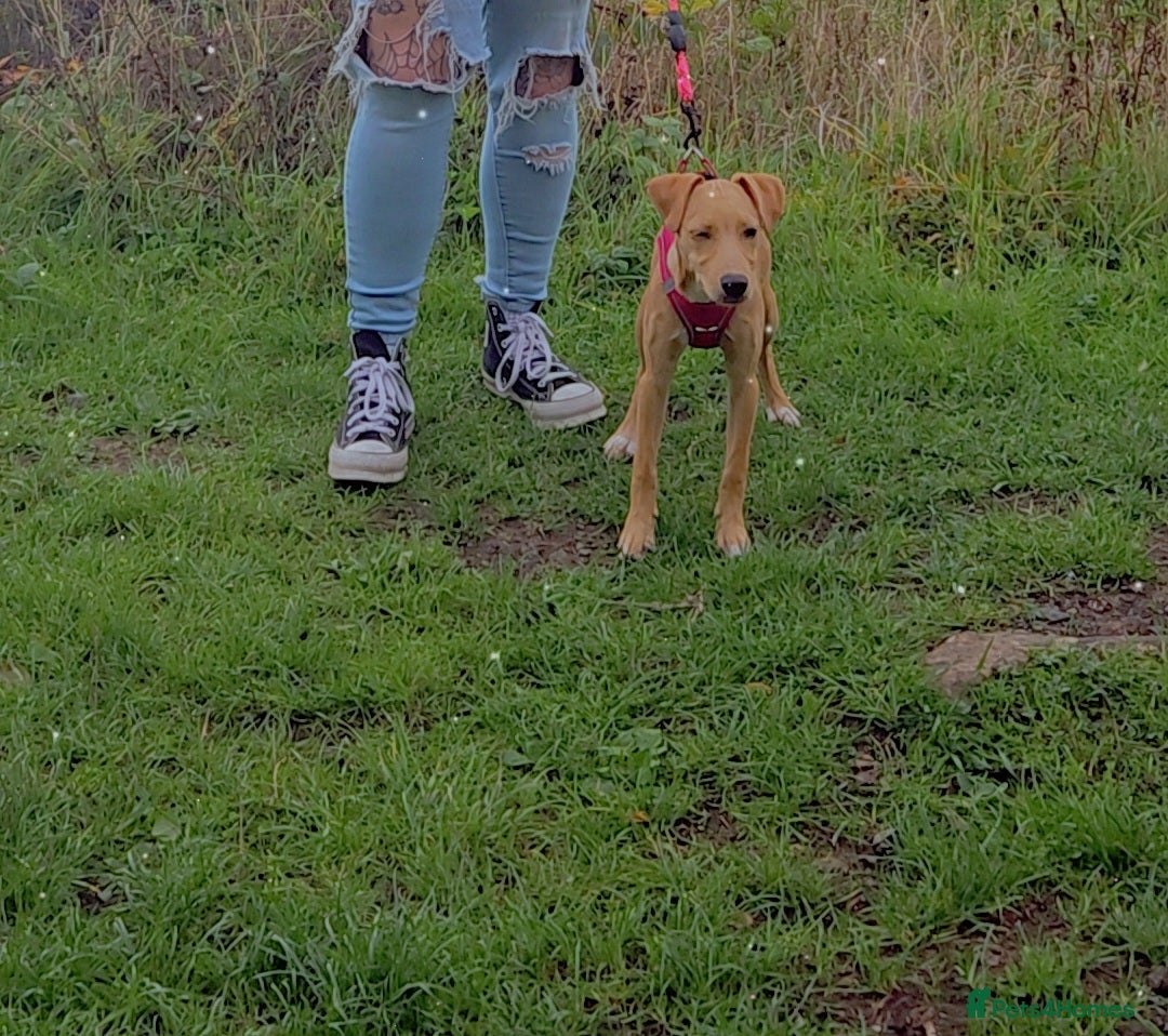 Mixed Breed dogs for sale: Patterdale whippet cross - Image 2