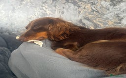 Miniature Dachshund dogs for sale: Long-haired miniature Dachshund choc/tan female  - Image 8