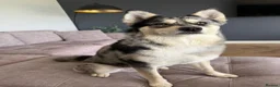 Pomsky dogs for sale: Pomsky Puppies  in Ormskirk - Advert 1