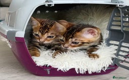 Toyger cats for sale: Full Pedigree Toyger Kittens Last Litter of 2025 - Image 7
