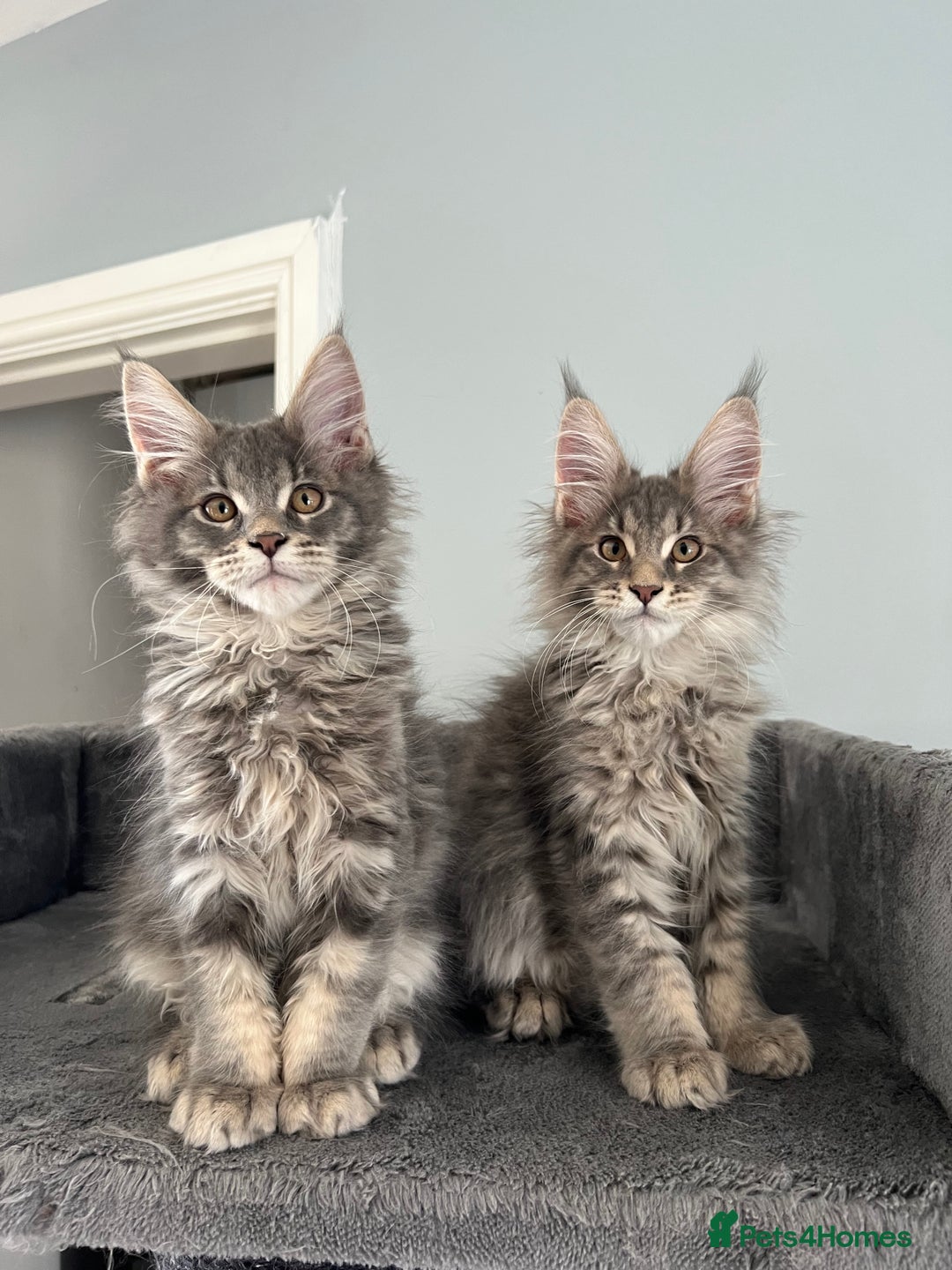 Maine Coon cats for sale: XL Russian Cubs 🇷🇺❤️ - Image 4