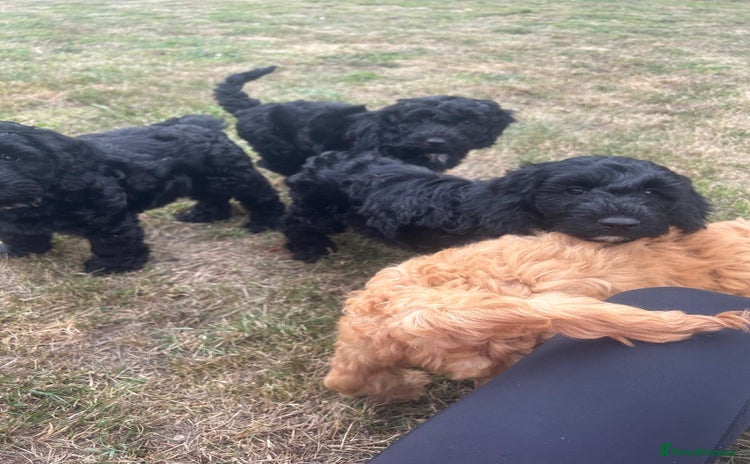 Cockapoo dogs - Advert 6