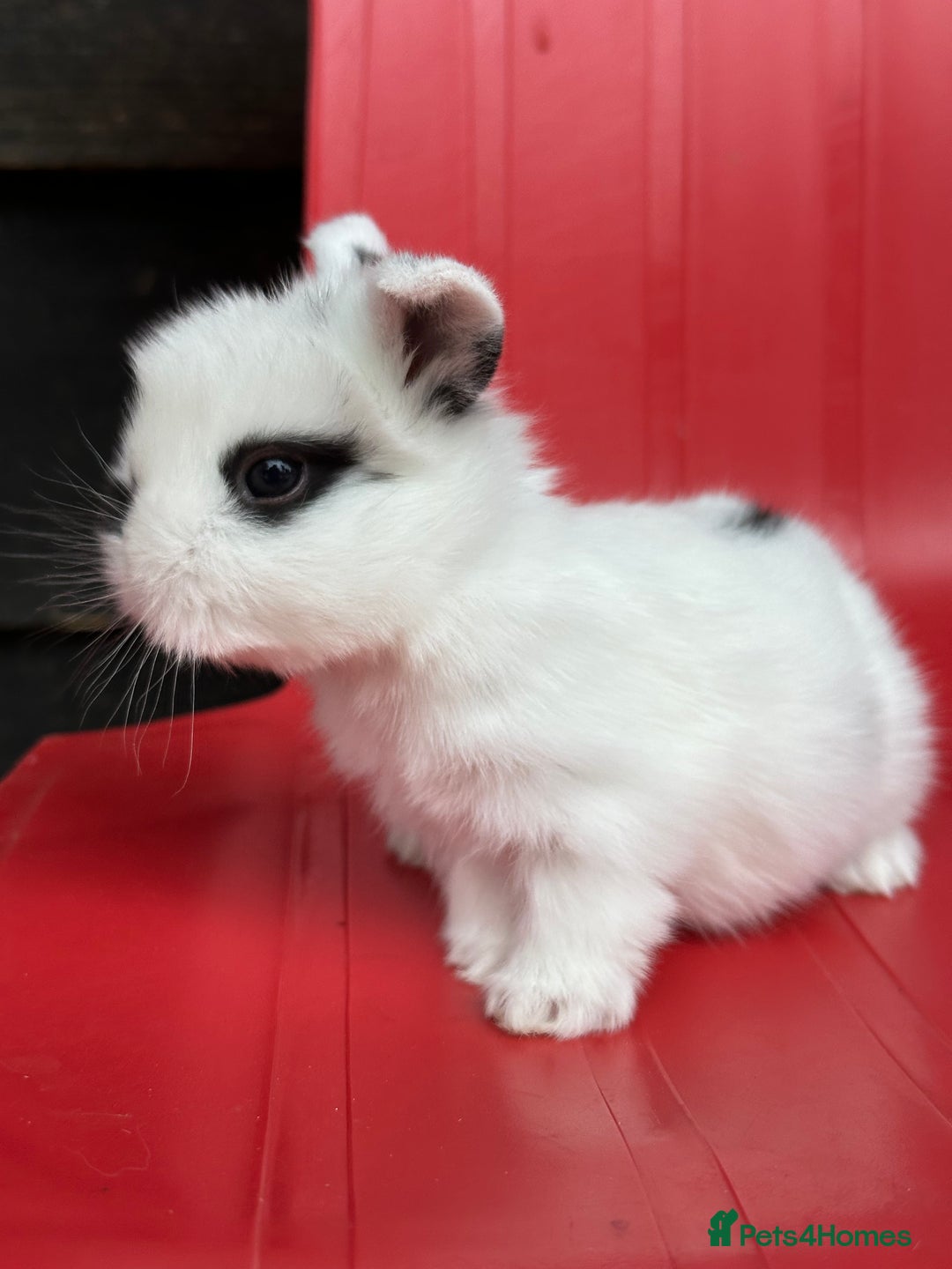 Mini Lop rabbits for sale: Mini lop bunnies  - Image 4