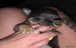 Chihuahua dogs for sale: Chihuahua blue boy - Image 4