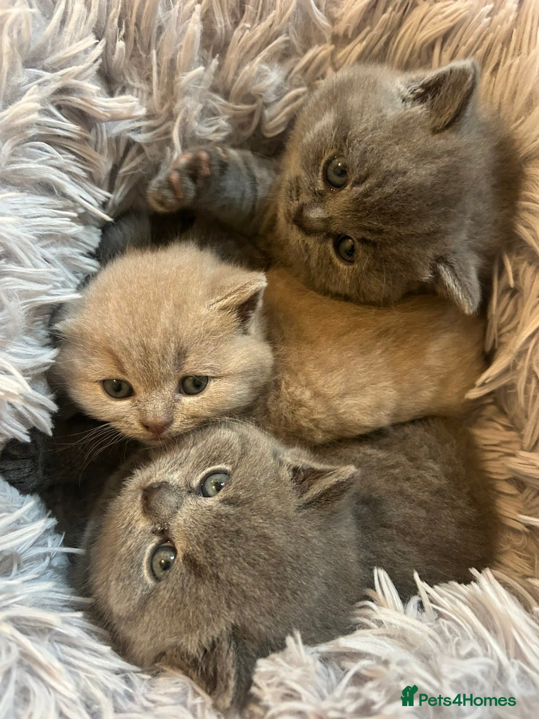 British Shorthair cats for sale: Beautiful, chunky, British shorthair kittens  - Advert 4