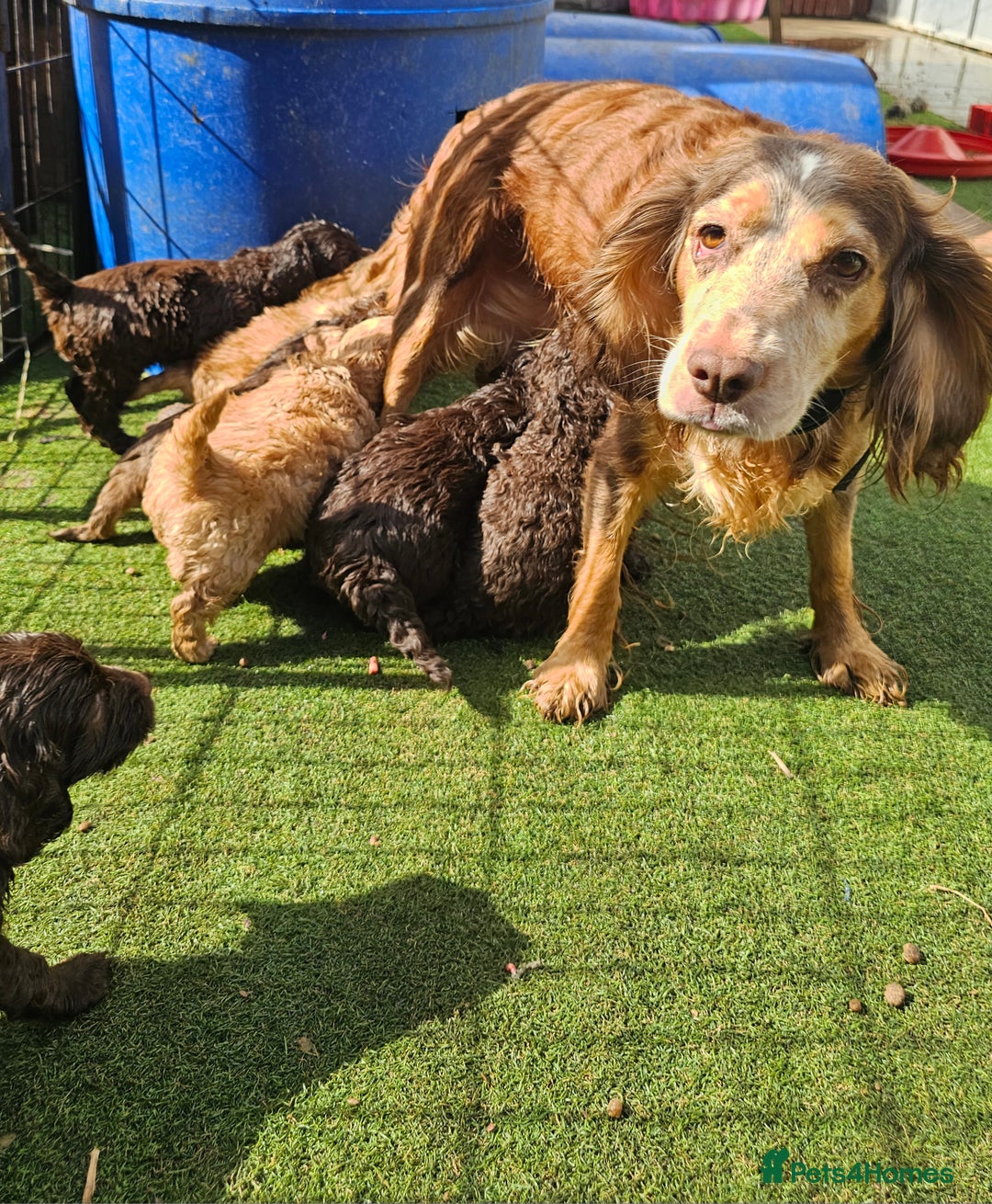 Cockapoo dogs for sale: Top quality F1 health tested cockapoos  - Image 8