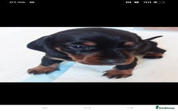 Dachshund dogs for sale: Long hair dachshund REDUCED  - Image 12