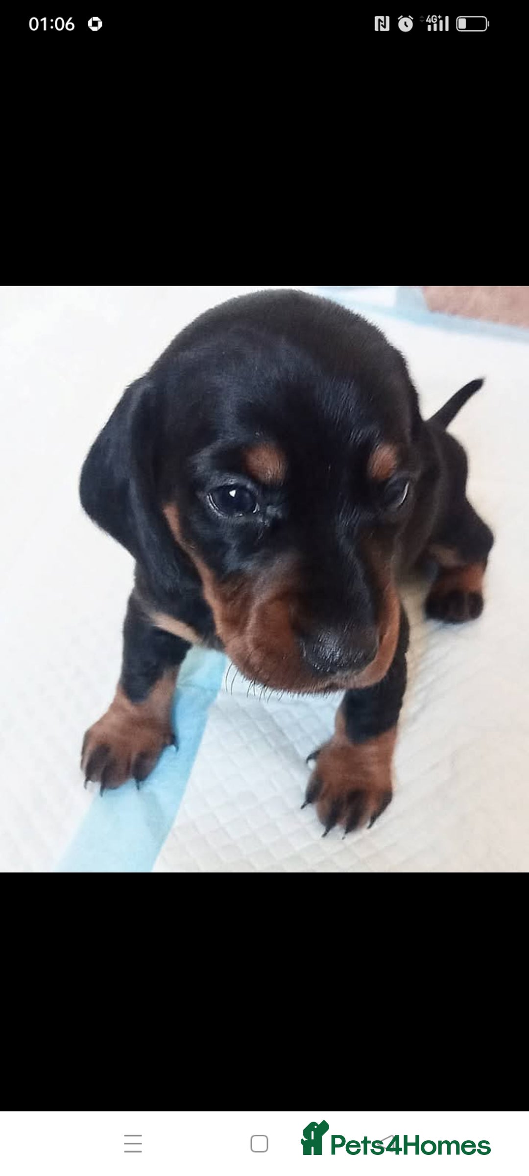 Dachshund dogs for sale: Long hair dachshund REDUCED  - Image 12