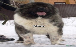 Caucasian Shepherd Dog dogs for stud: 5⭐️RATED LICENSED. RUSSIAN IMPORT  - Image 5