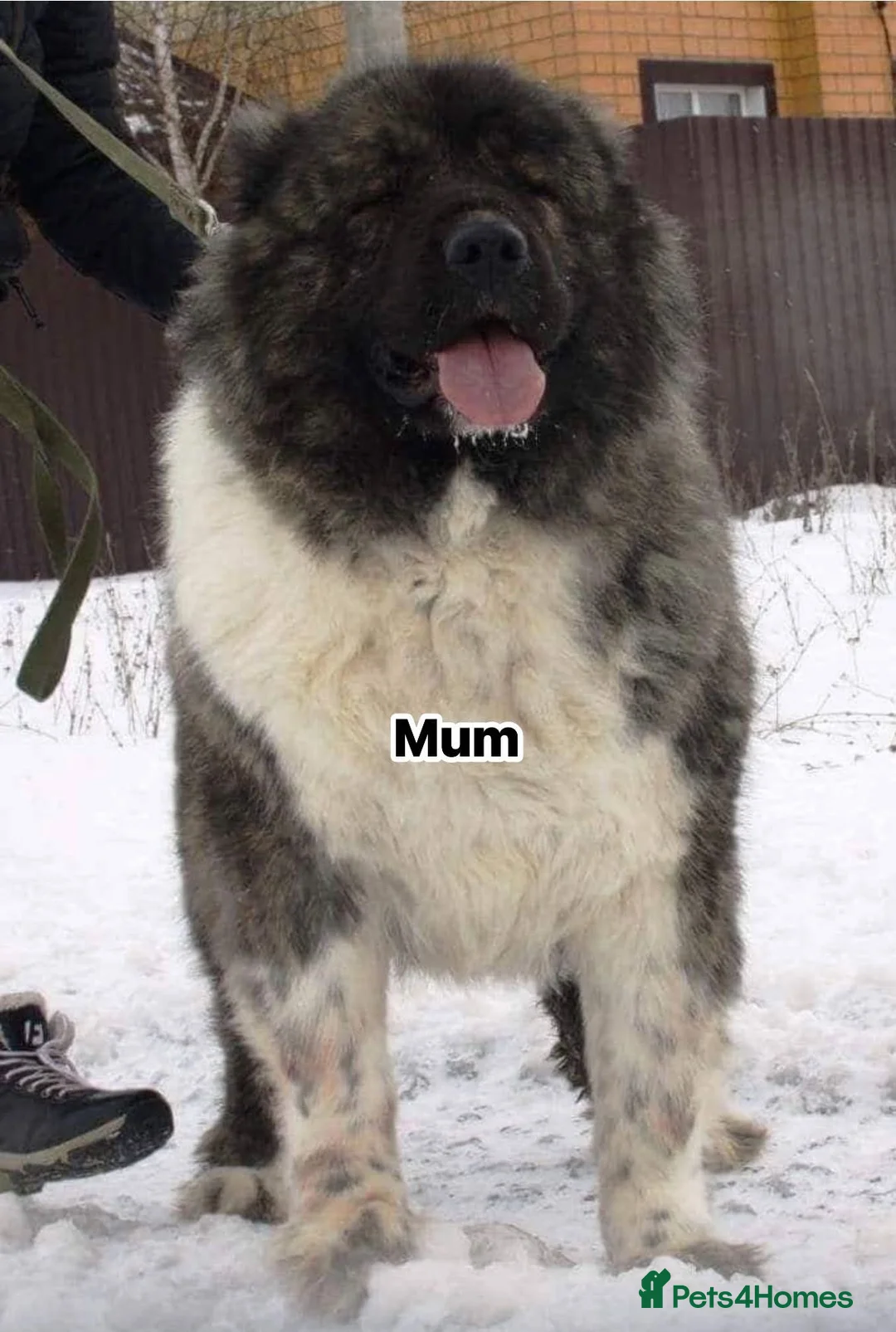 Caucasian Shepherd Dog dogs for stud: 5⭐️RATED LICENSED. RUSSIAN IMPORT  - Advert 5