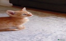 Mixed Breed cats for sale: Two male ginger kittens - Image 3