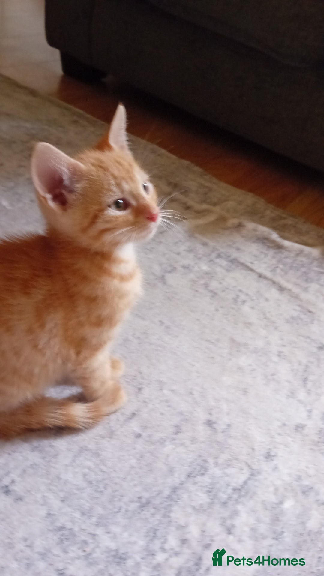 Mixed Breed cats for sale: Two male ginger kittens - Image 3