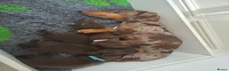 Miniature Dachshund dogs for sale: Chocolate & Tan Miniature Dachshund Puppies - Advert 2