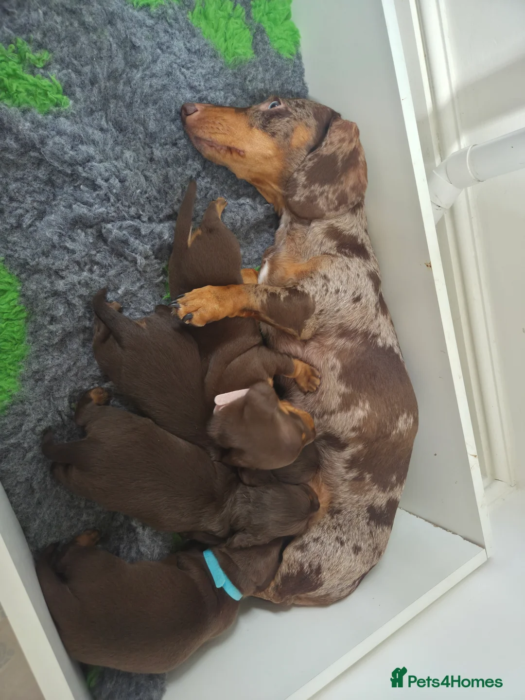 Miniature Dachshund dogs for sale: Chocolate & Tan Miniature Dachshund Puppies - Advert 2