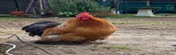 Chickens poultry for sale: Bantam cockerel in Norwich - Advert 3
