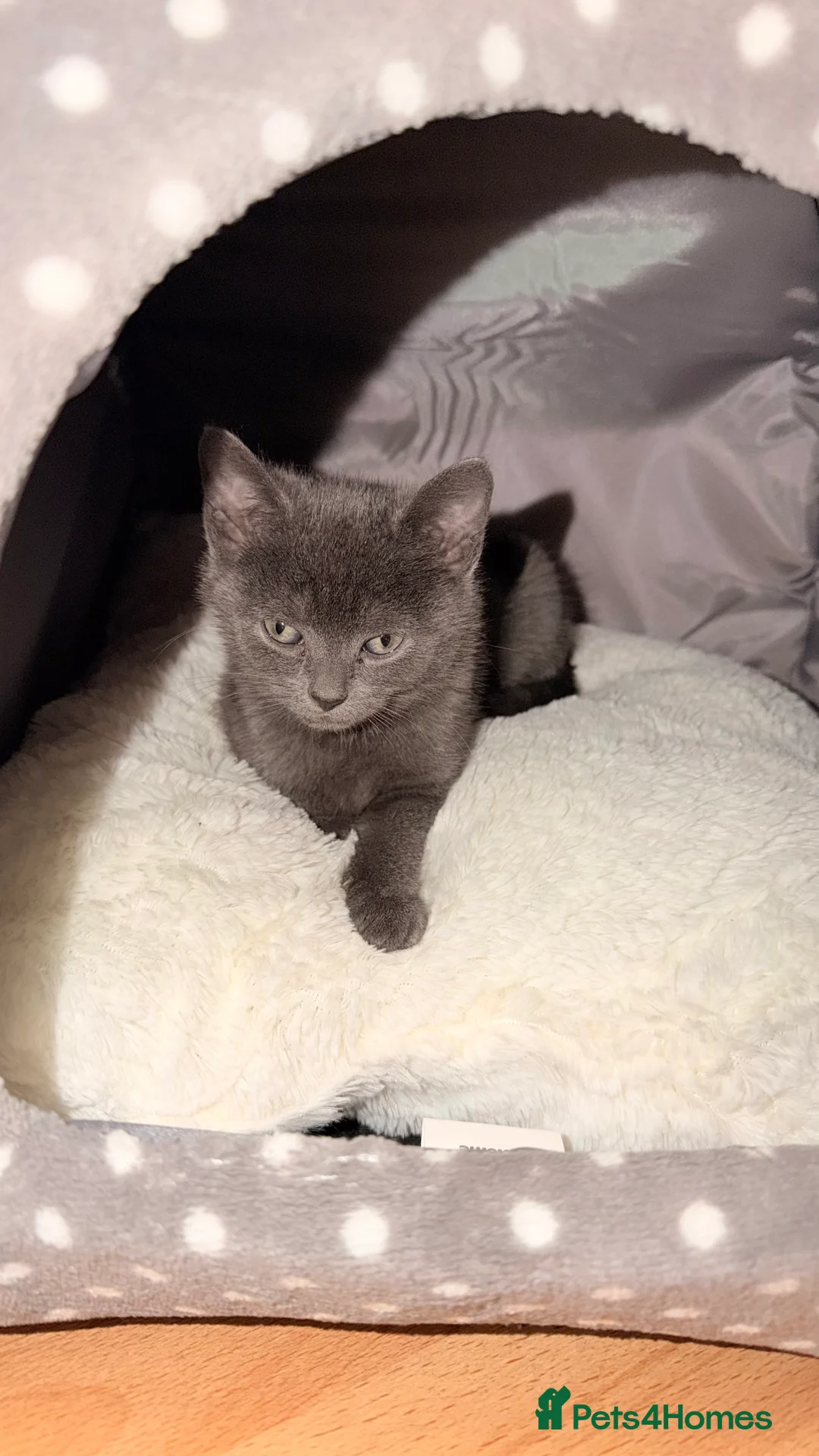 British Shorthair cats for sale: British shorthair cross - Advert 7