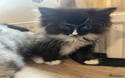 British Shorthair cats for sale: British cross domestic cat  - Image 7