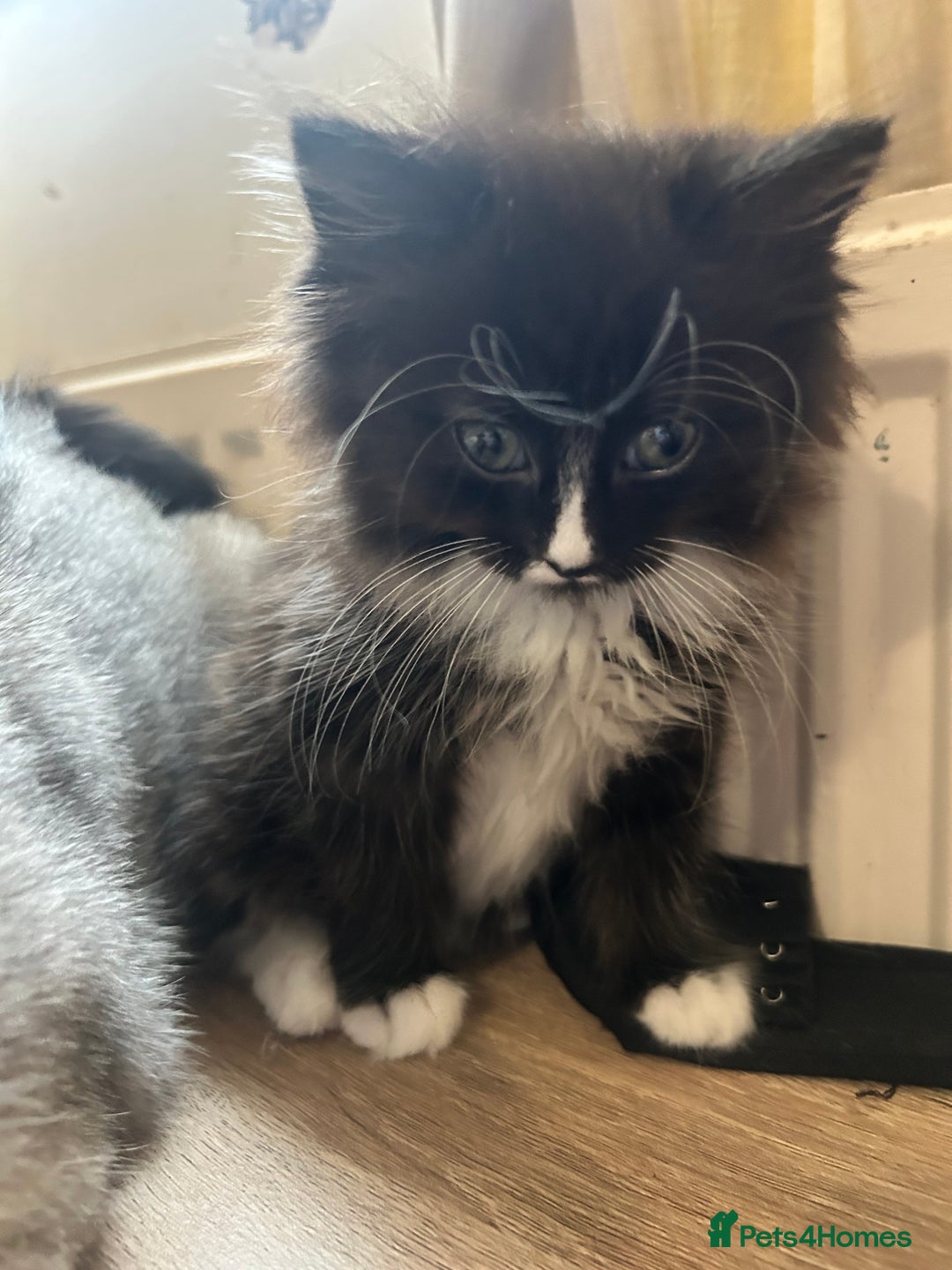British Shorthair cats for sale: British cross domestic cat  - Image 7