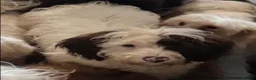 Cavapoo dogs for sale: F1B male Cavapoo  in Battle - Advert 3
