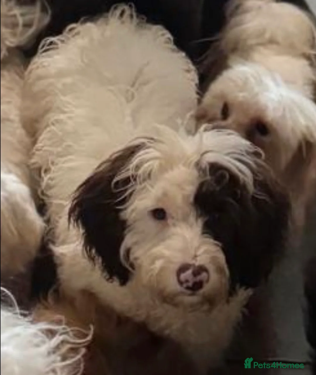 Cavapoo dogs for sale: F1B male Cavapoo  in Battle - Advert 3
