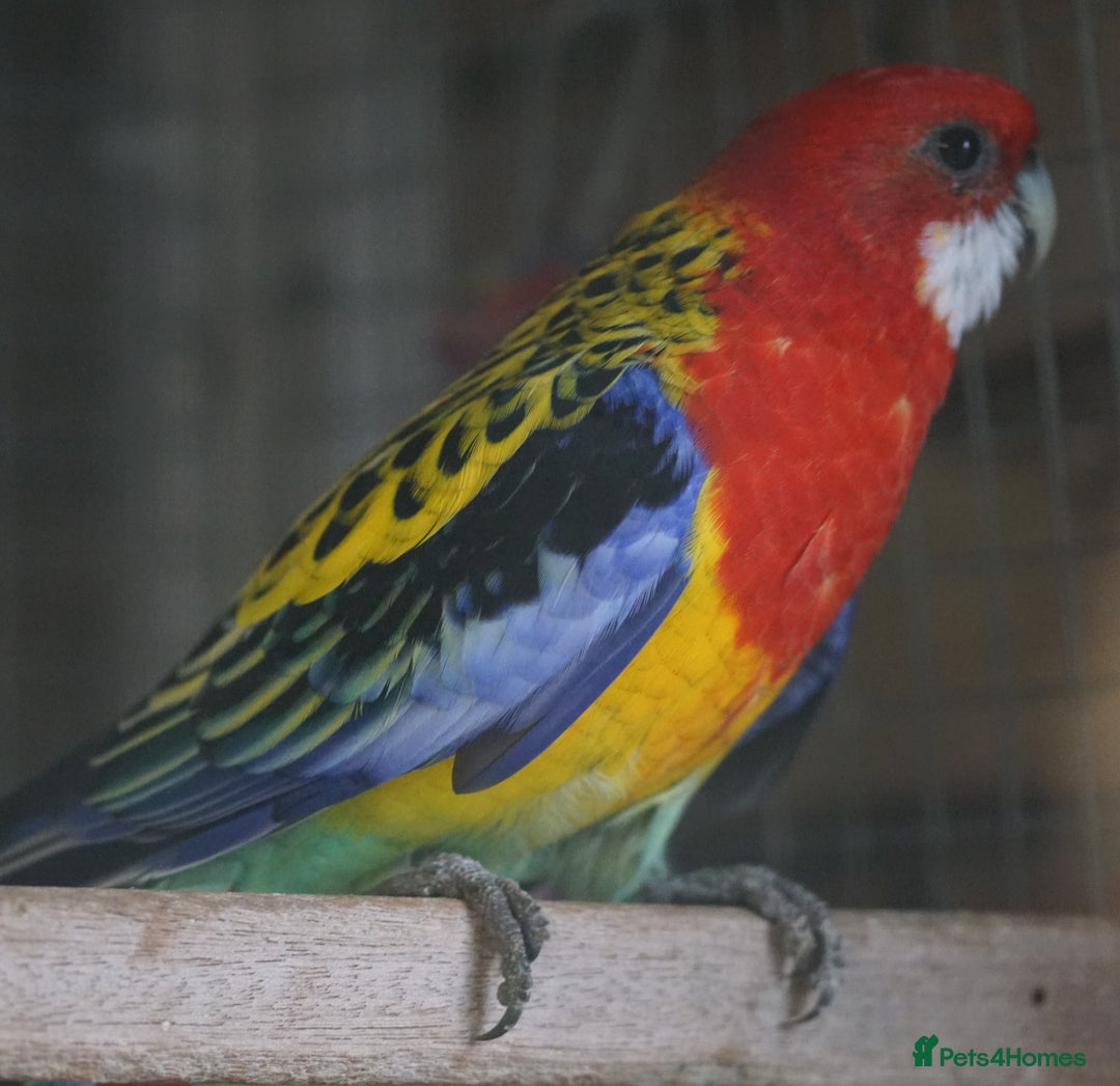 Parakeets birds for sale: Rosellas - Advert 3