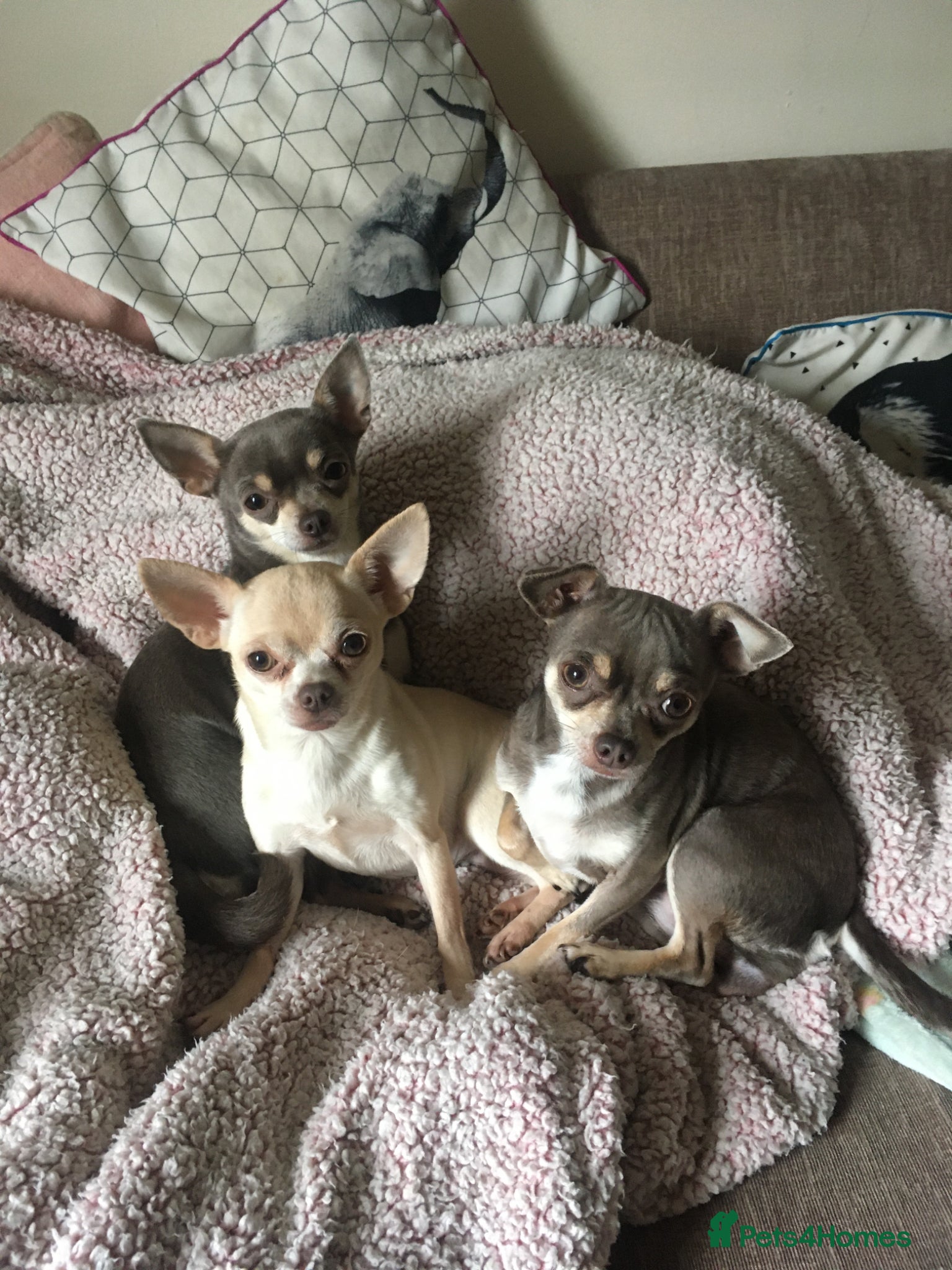 Chihuahua dogs for sale: 3 chihuahuas  - Advert 1