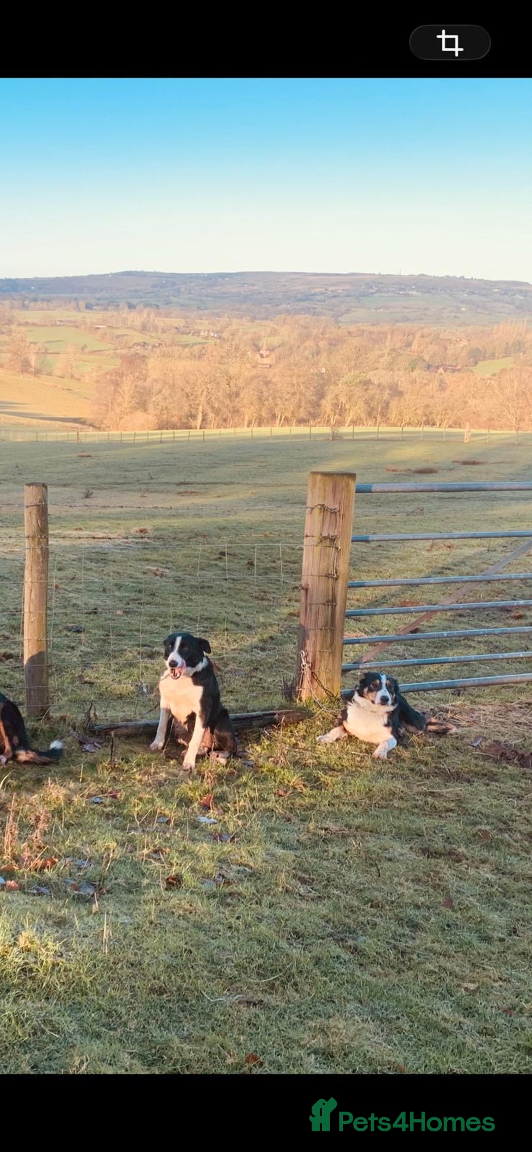 Border Collie dogs for sale: Border collie puppies  - Advert 9
