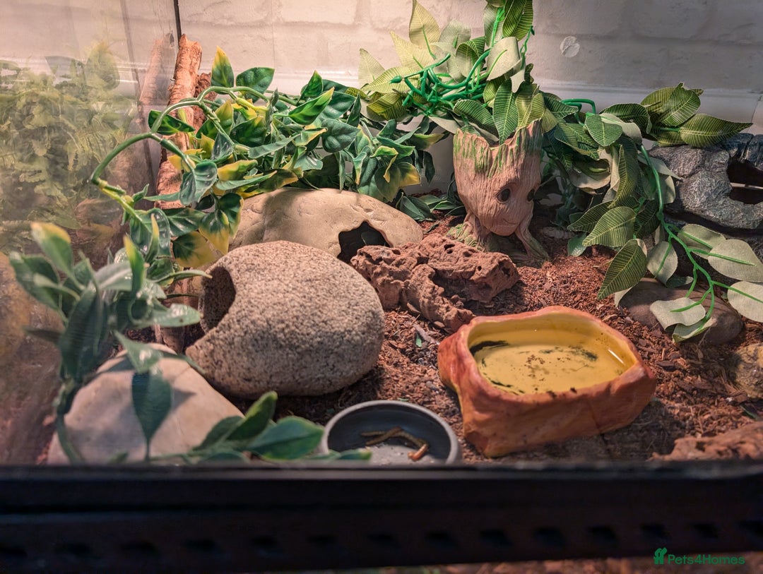 Gecko reptiles for sale: Gecko - Advert 8