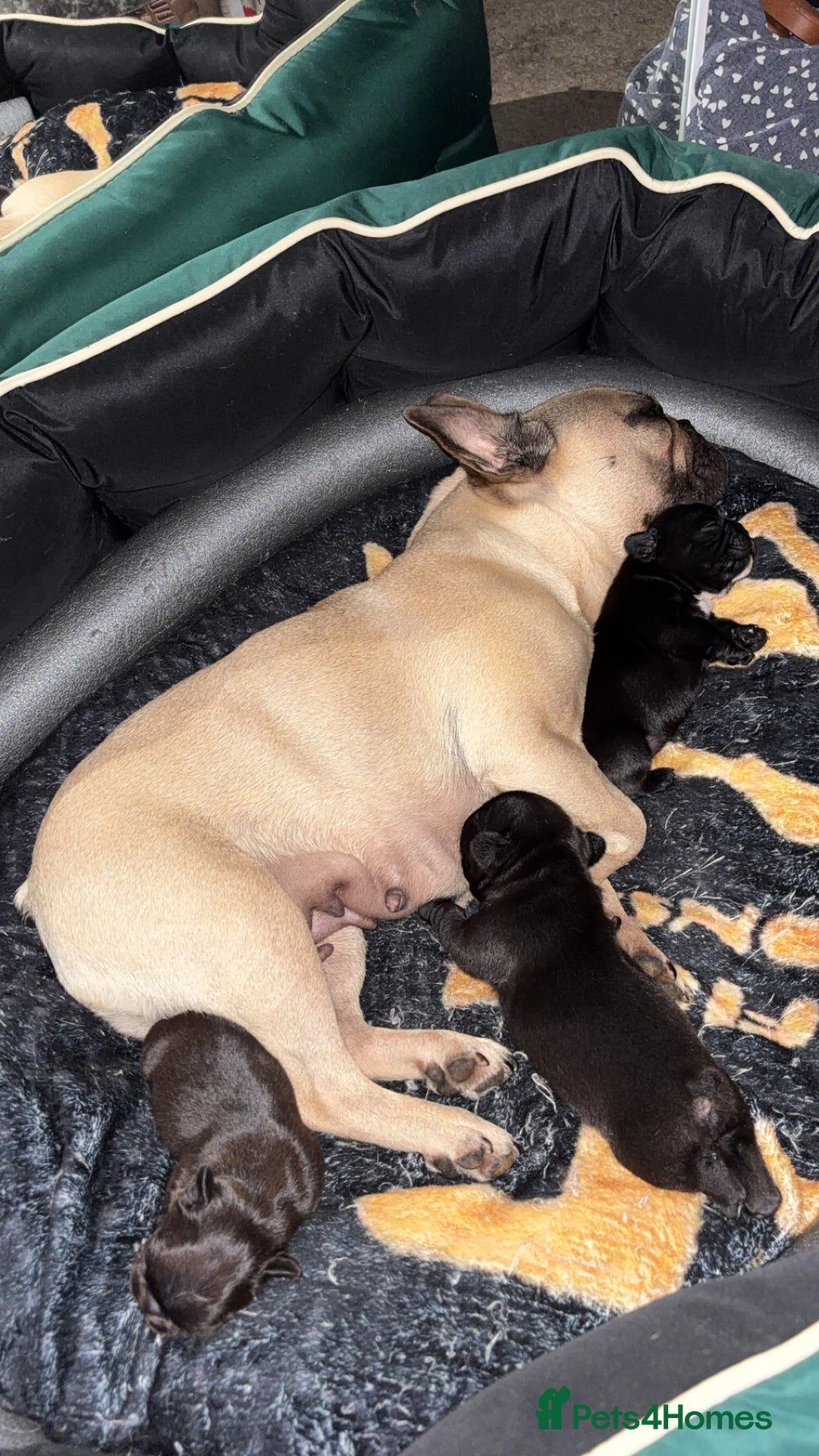 French Bulldog dogs for sale: French bulldog puppies fluffy carriers  - Image 5