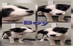 Border Collie dogs for sale: Fabulous Border Collie Pups - Image 5