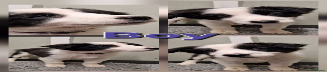 Border Collie Puppy 1