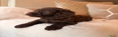 Labradoodle 1